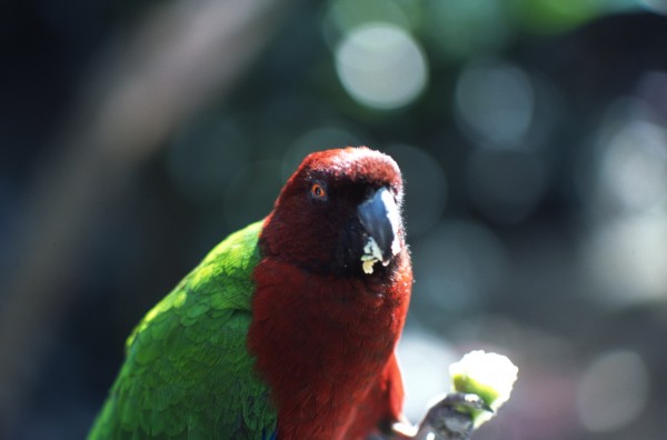 Parrot – Fiji