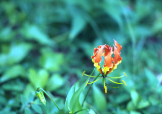 Flower – Apia, Samoa