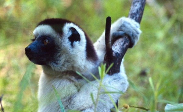 Cute Sifaka – Isalo Park, Madagascar