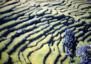 Rice Terraces – Bahundanda, Nepal