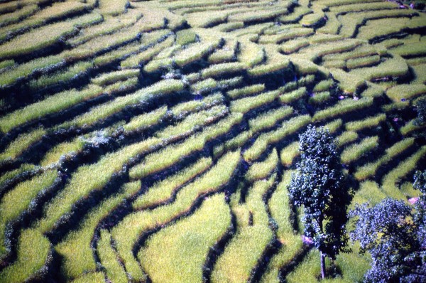 Rice Terraces – Bahundanda, Nepal