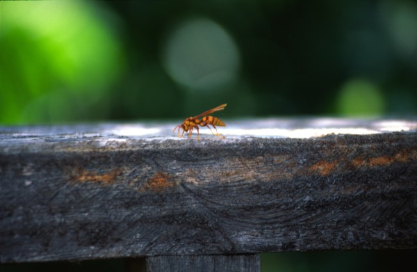 Bee – Suchitoto, El Salvador