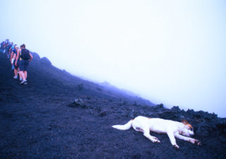 Tired Dog – Pacaya Vulcan, Guatemala