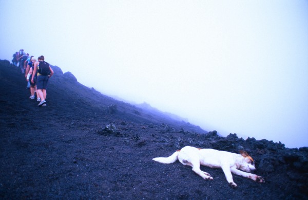 Tired Dog – Pacaya Vulcan, Guatemala