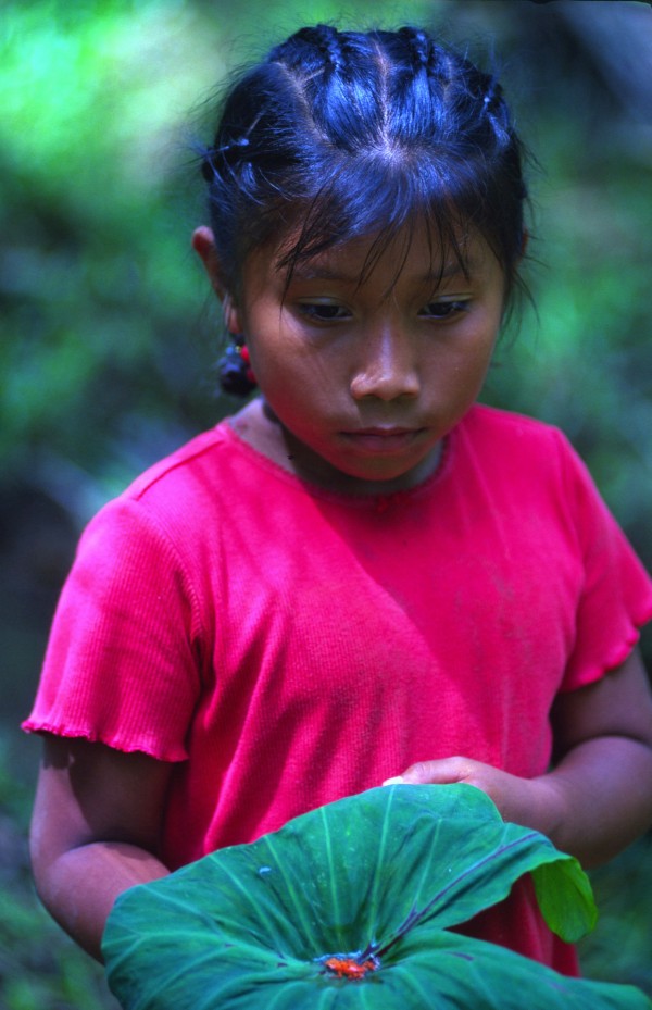 Red Frog – Bocas del Toro, Panama