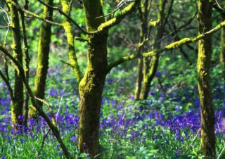 Trees – Wales