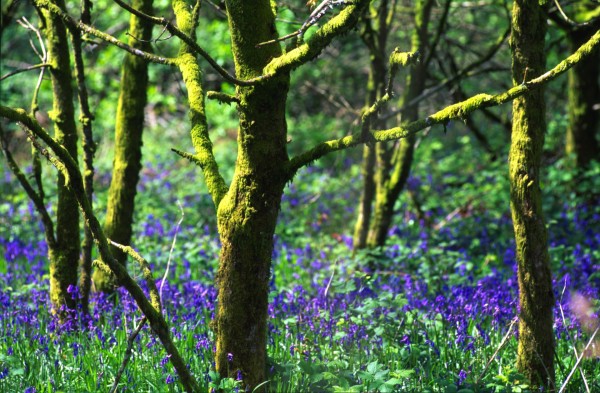 Trees – Wales