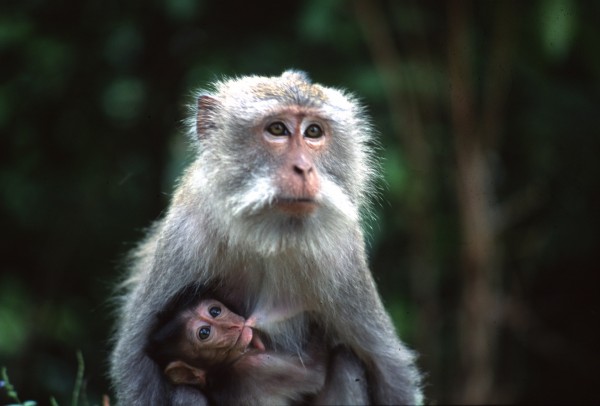 Maternity – Bali, Indonesia