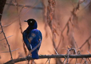 BIrd – Tarangire, Tanzania