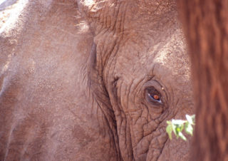 Menacing Elephant, Lake Manyara, Tanzania