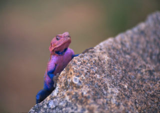 LSD Lizard – Serengeti, Tanzania