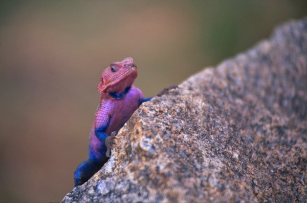 LSD Lizard – Serengeti, Tanzania