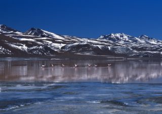 Pink Flamingos – Laguna Colorada, Bolivia