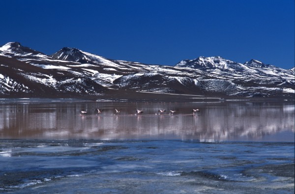 Pink Flamingos – Laguna Colorada, Bolivia