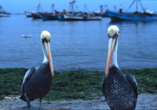 Pelicans – Ica, Peru