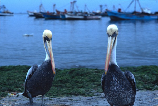 Pelicans – Ica, Peru