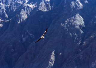 El Condor Pasa – Colca, Peru