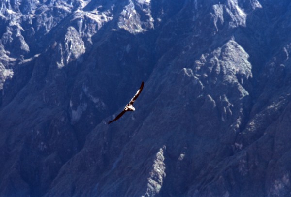 El Condor Pasa – Colca, Peru