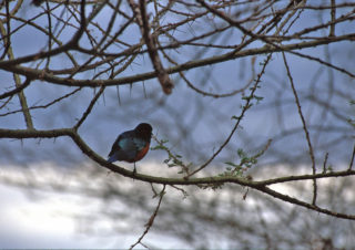 A Bird – Lake Manyara, Tanzania