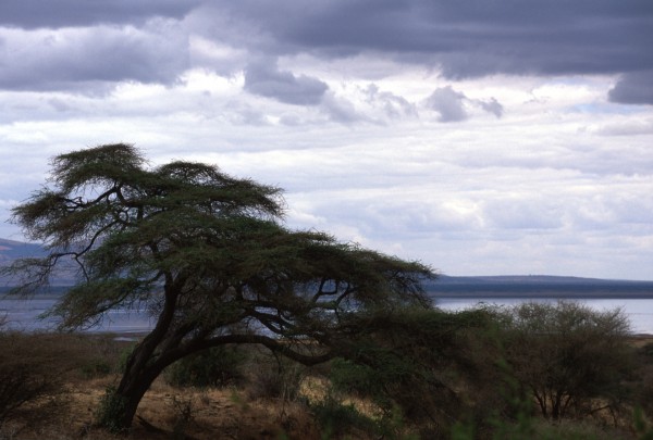 Tree – Tarangire, Tanzania