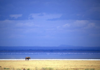 Alone – Lake Manyara, Tanzania