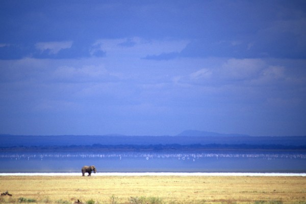 Alone – Lake Manyara, Tanzania