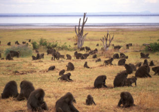 Odissey – Laka Manyara, Tanzania