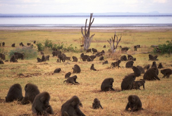 Odissey – Laka Manyara, Tanzania