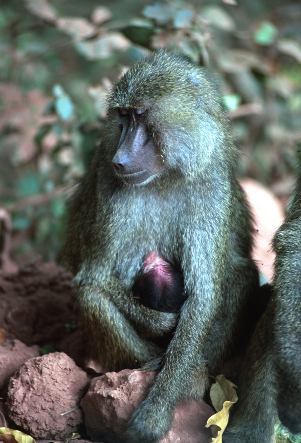 Mother – Lake Manyara, Tanzania