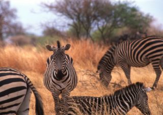 Zabras, Tarangire, Tanzania