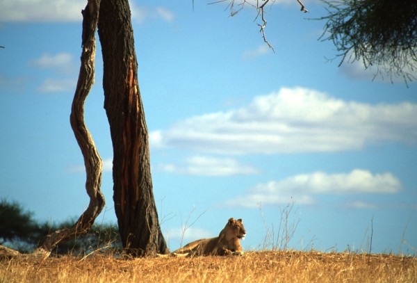 Lioness, Tarangire, Tanzania