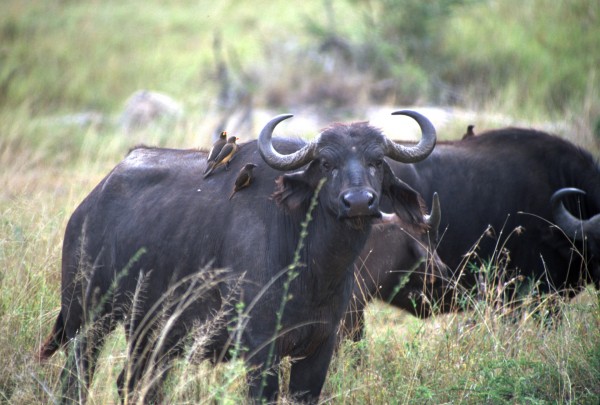 Tanzania