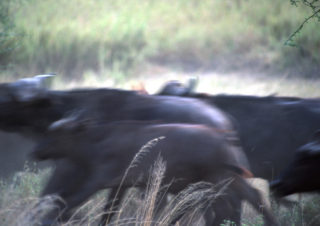 Buffalo Run – Serengeti, Tanzania