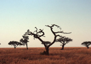 Thorn Trees – Serengeti, Tanzania