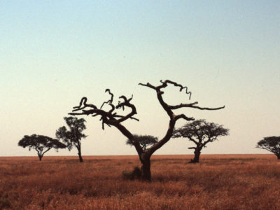 Thorn Trees – Serengeti, Tanzania