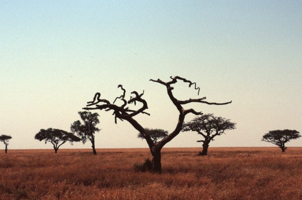 Thorn Trees – Serengeti, Tanzania