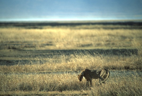 Cheetah, Ngorongoro, Tanzania