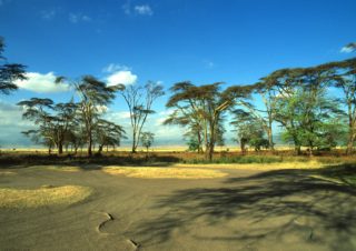 Trees, Ngorongoro, Tanzania