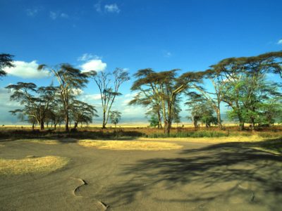 Trees, Ngorongoro, Tanzania