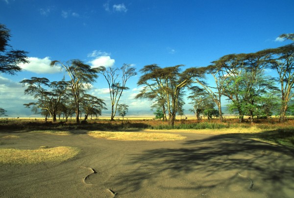 Trees, Ngorongoro, Tanzania