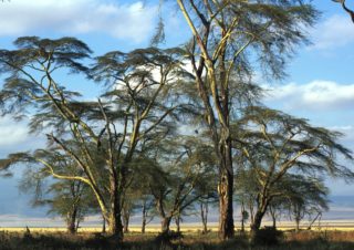 Trees 2 – Ngorongoro, Tanzania