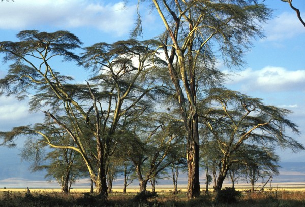 Trees 2 – Ngorongoro, Tanzania