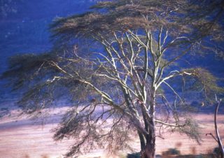 Trees 3 – Ngorongoro, Tanzania