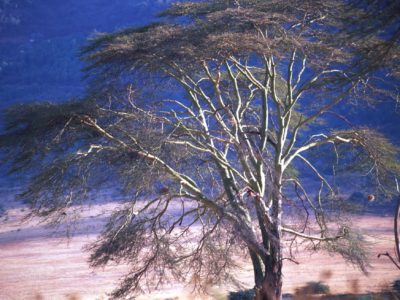 Trees 3 – Ngorongoro, Tanzania