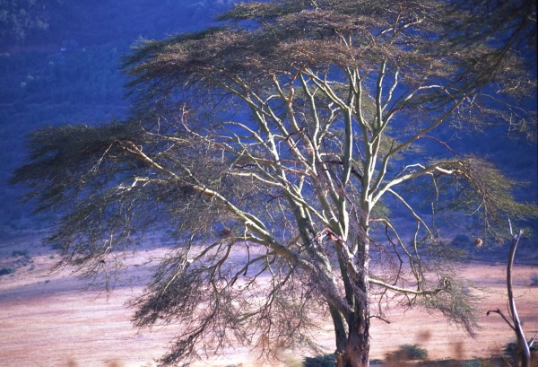 Trees 3 – Ngorongoro, Tanzania