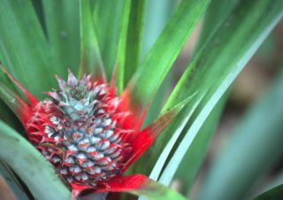 Ananas – Zanzibar, Tanzania