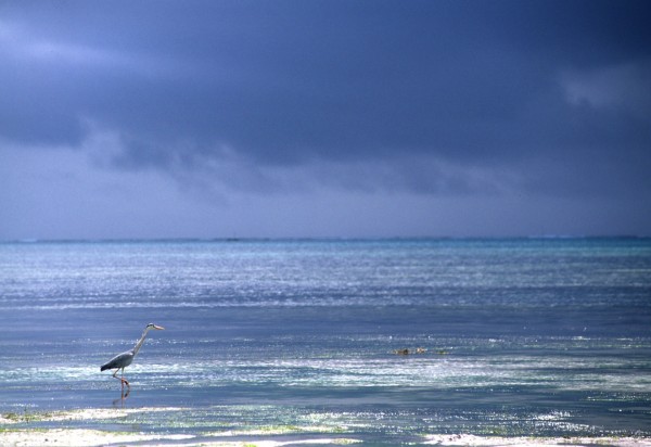 Heron – Zanzibar, Tanzania