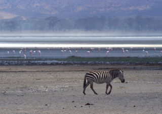 Zebra – Ngorongoro, Tanzania