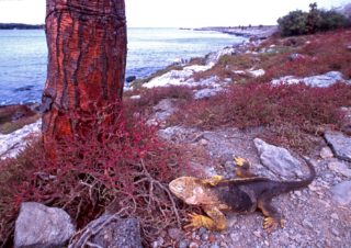 The prehistoric earth?, Galapagos Islands