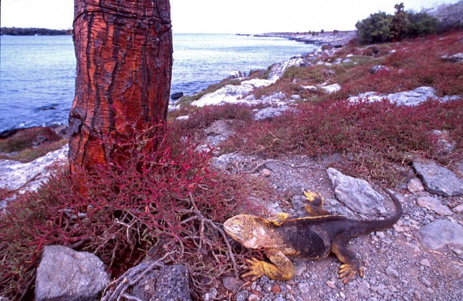 The prehistoric earth?, Galapagos Islands